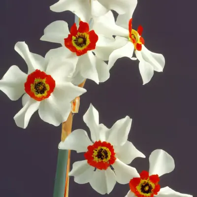flōs [3]