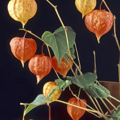 FLEURS [2]