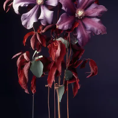 FLEURS [24]