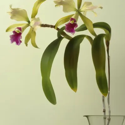 FLEURS [3]