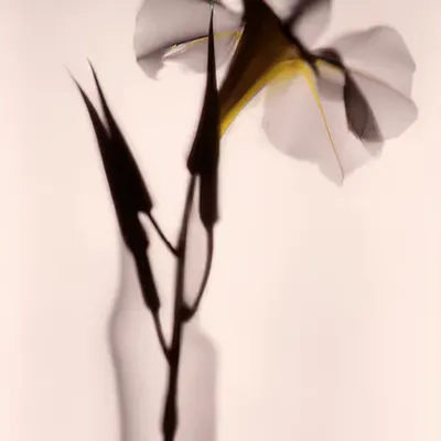 FLEURS [31]