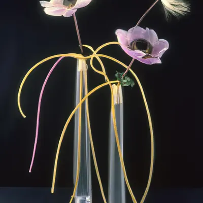 FLEURS [44]