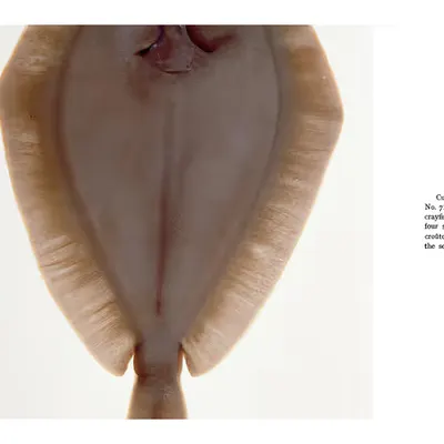65. NORMANDY SOLE