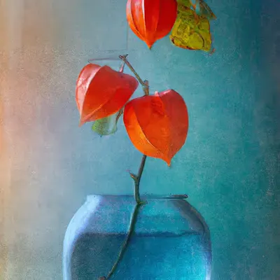 Nature Morte de Fleurs d'Abutilon