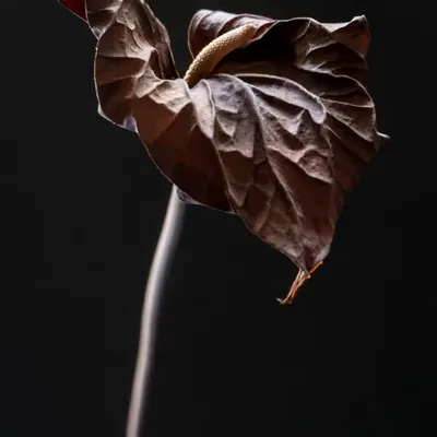 Anthurium