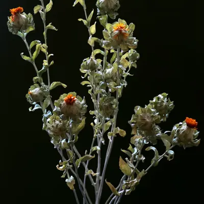 Safflower