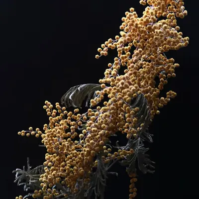 Mimosa