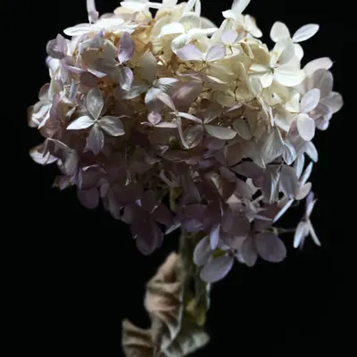 Hydrangea