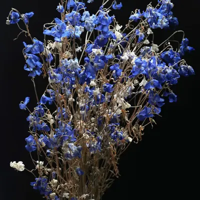 Delphinium