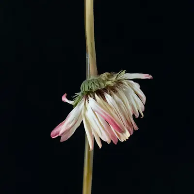 Gerbera