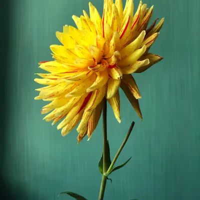 French Flower