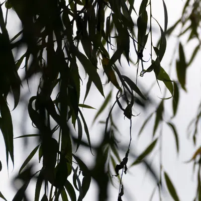 Giverny #12