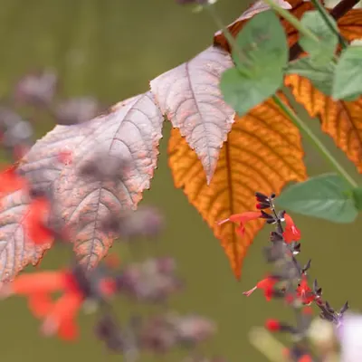 Giverny #13