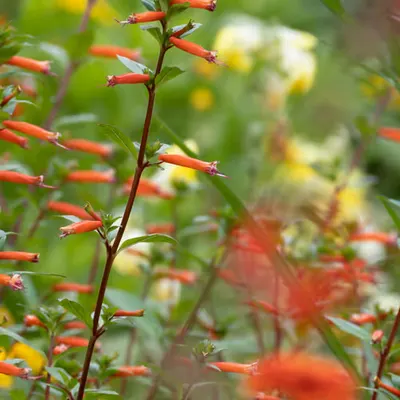 Giverny #14
