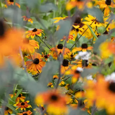 Giverny #15