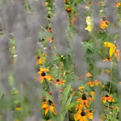 Giverny #16