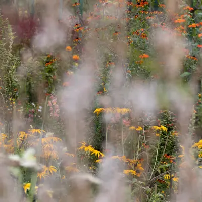 Giverny #17