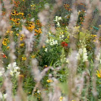 Giverny #18