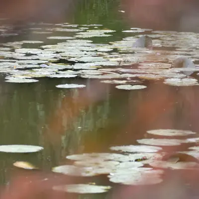 Giverny #19