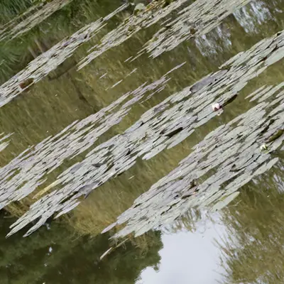 Giverny #20