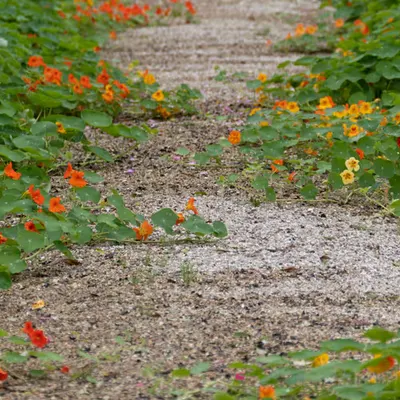 Giverny #23