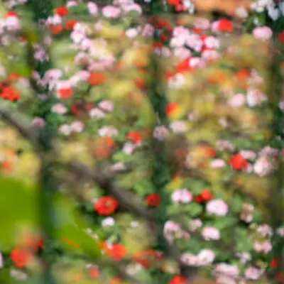 Giverny #4