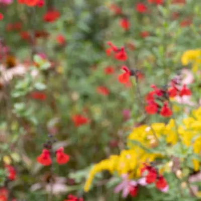 Giverny #5