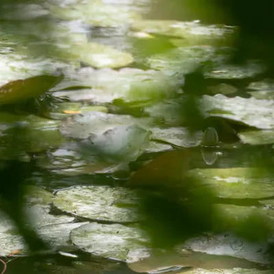 Giverny #7