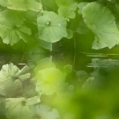 Giverny #9