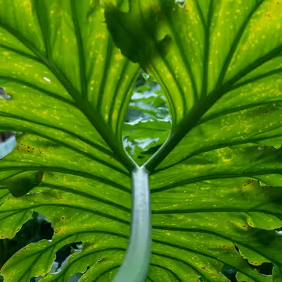 Garden.4