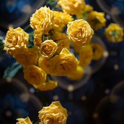 Atelier.9 - Roses for Ukraine