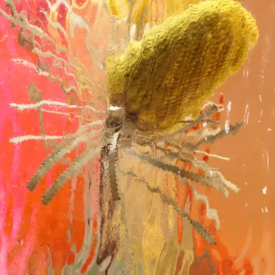 Banksia
