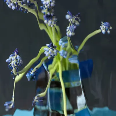Grape Hyacinth