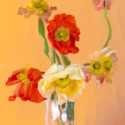 Poppies