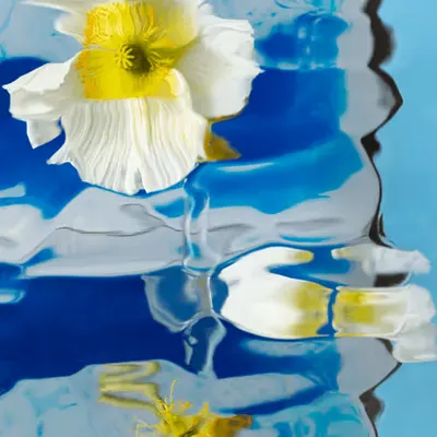 White Poppy