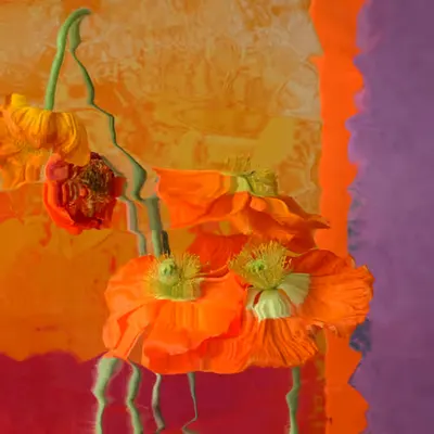 Orange Poppies
