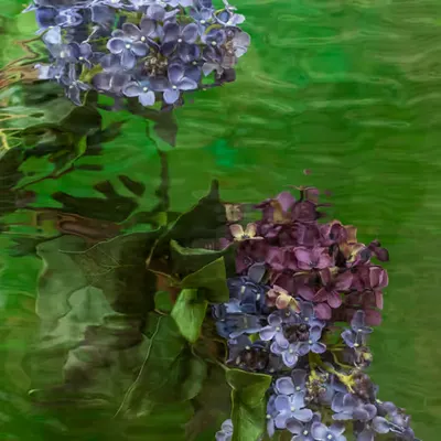 Fleurs d'Artifice [Lilac] 