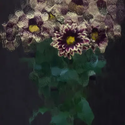 Autumn Daisies