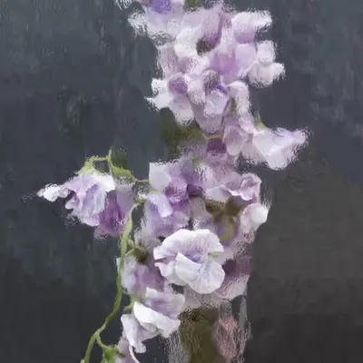 Lilac Sweet Peas