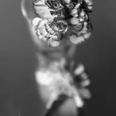LUX No 6