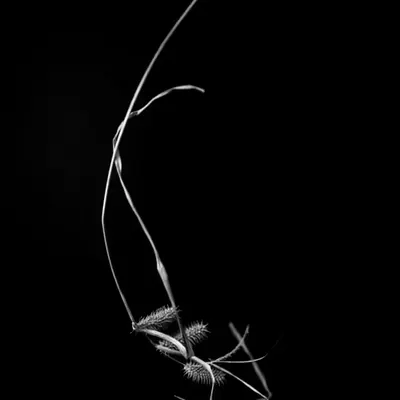 LUX No 8