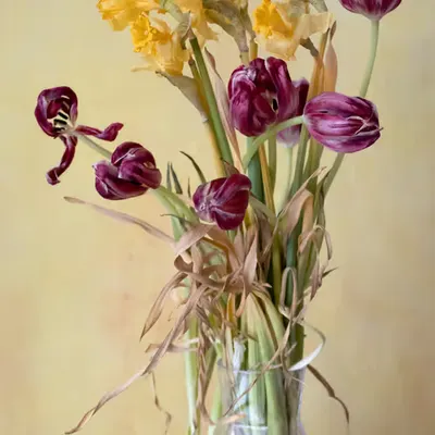 Still Life.10
