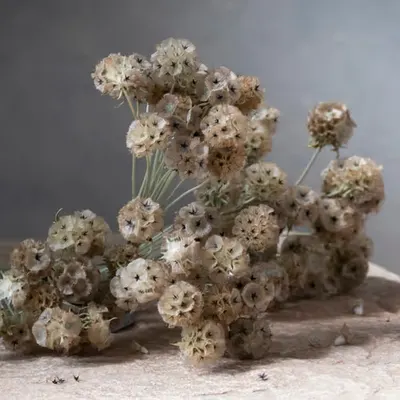 Still Life.12