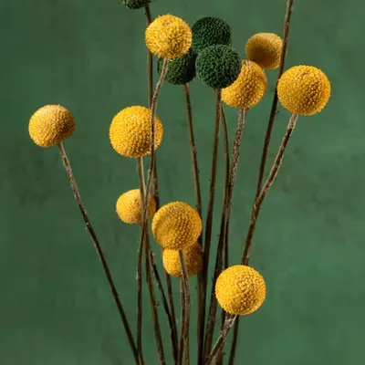 Still Life.13