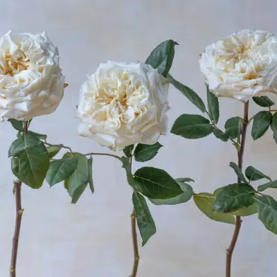Still Life.14