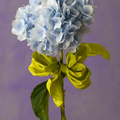 Still Life.15