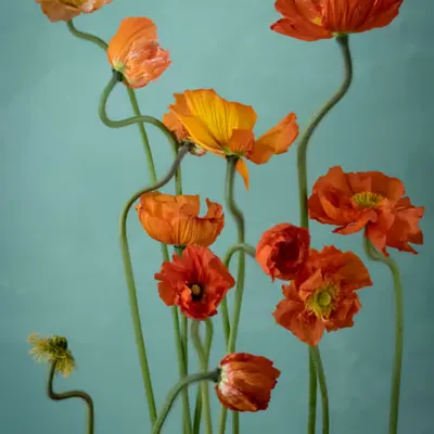 Still Life.21