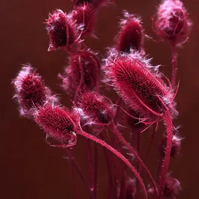 Still Life.22