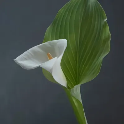 Still Life.5