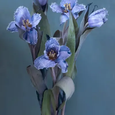 Still Life.6